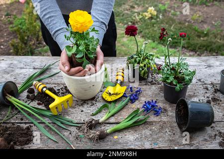 Die Hände des Bauern Ranunculus asiaticus, mit Wurzeln in der Knolle der Erde gehalten. Blühende hässliche Büsche Perser-Butterblume, Gelbe Sorte M-Sakura in Stockfoto