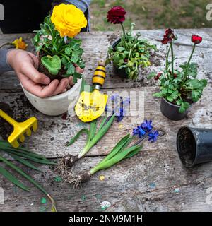 Die Hände des Bauern Ranunculus asiaticus, mit Wurzeln in der Knolle der Erde gehalten. Blühende hässliche Büsche Perser-Butterblume, Gelbe Sorte M-Sakura in Stockfoto