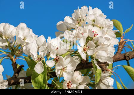Apfelbäume blühen im Frühling. Zarte weiße Blumen, blauer Himmel Stockfoto