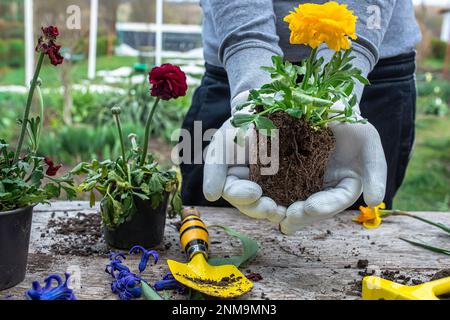 Die Hände des Bauern Ranunculus asiaticus, mit Wurzeln in der Knolle der Erde gehalten. Blühende hässliche Büsche Perser-Butterblume, Gelbe Sorte M-Sakura in Stockfoto