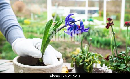 Hyazinthus, Hyazinthen-Transplantation. Umgang mit Hyazintholzbirnen. Schröpfpflanzen. Garteninstrumente, Spatel und Sprühpistole neben Narzissen. Frühling. Stockfoto