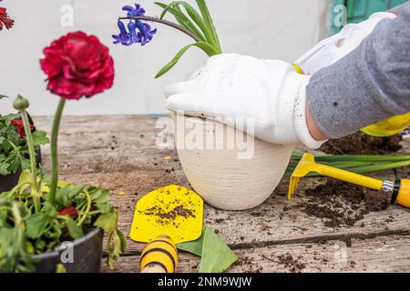 Hyazinthus, Hyazinthen-Transplantation. Umgang mit Hyazintholzbirnen. Schröpfpflanzen. Garteninstrumente, Spatel und Sprühpistole neben Narzissen. Frühling. Stockfoto