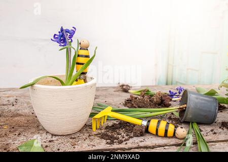 Hyazinthus, Hyazinthen-Transplantation. Umgang mit Hyazintholzbirnen. Schröpfpflanzen. Garteninstrumente, Spatel und Sprühpistole neben Narzissen. Frühling. Stockfoto