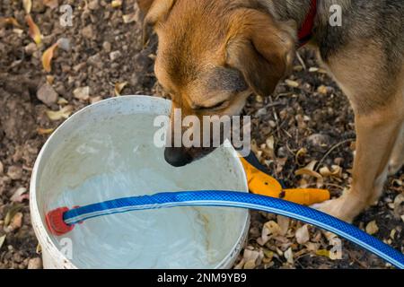 Brauner Hund trinkt Wasser aus einem weißen, durch einen Wasserschlauch mit Wasser gefüllten Gießeimer Stockfoto