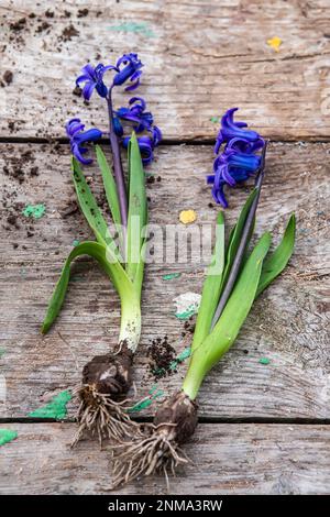 Hyazinthus, Hyazinthen-Transplantation. Umgang mit Hyazintholzbirnen. Schröpfpflanzen. Garteninstrumente, Spatel und Sprühpistole neben Narzissen. Frühling. Stockfoto