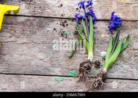 Hyazinthus, Hyazinthen-Transplantation. Umgang mit Hyazintholzbirnen. Schröpfpflanzen. Garteninstrumente, Spatel und Sprühpistole neben Narzissen. Frühling. Stockfoto