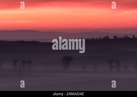 Wunderschöne mährische Felder mit Alleen von Bäumen, die von Morgennebel umgeben sind. Tschechische republik Stockfoto