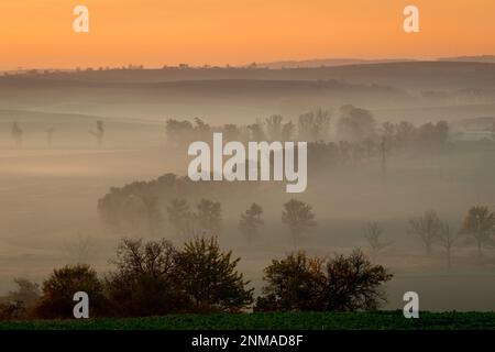 Wunderschöne mährische Felder mit Alleen von Bäumen, die von Morgennebel umgeben sind. Tschechische republik Stockfoto