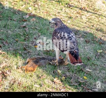 - Predator-Red tailed Hawk mit Schwanz in Richtung Kamera, aber Gesicht Deutlich sichtbar stehend auf einem toten Eichhörnchen auf Gras mit Herbstblätter Stockfoto