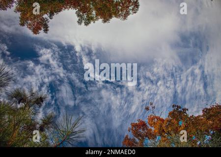 Hintergrund - Blick auf den dramatisch intensiv blauen Himmel marmoriert mit weißen Wolken durch herbstliche Bäume umrahmt das Bild - Platz zum Kopieren Stockfoto