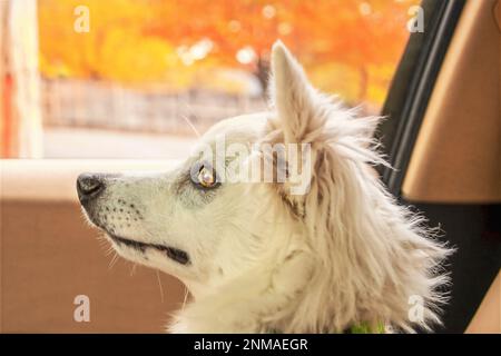 Wunderschöner weißer amerikanischer Eskimo Welpe - Eskie oder Spitz - sieht gestresst aus, wenn er im Herbst auf dem Vordersitz des Autos sitzt - Fokus auf Auge und Nase - verschwommen oder Stockfoto