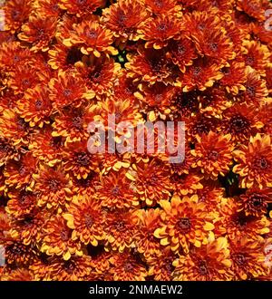 Orangefarbene und gelbe chrysanths Blumen an einem sonnigen Tag. Stockfoto