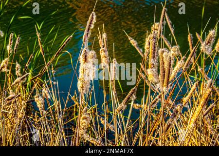 Cattails Typha latifolia mit Cottony außen, die am Rand des Wassers abfällt - flacher Fokus Stockfoto