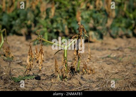 Das alte Datura-Feld in Tschechien Mähren an einem wunderschönen sonnigen Tag. Tschechische republik Stockfoto