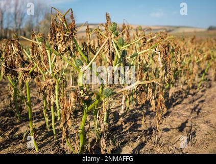 Das alte Datura-Feld in Tschechien Mähren an einem wunderschönen sonnigen Tag. Tschechische republik Stockfoto