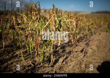 Das alte Datura-Feld in Tschechien Mähren an einem wunderschönen sonnigen Tag. Tschechische republik Stockfoto