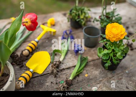 Hyazinthus, Hyazinthen-Transplantation. Umgang mit Hyazintholzbirnen. Schröpfpflanzen. Garteninstrumente, Spatel und Sprühpistole neben Narzissen. Frühling. Stockfoto