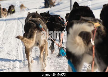 Bild von Husky-Hunden während einer Hundeschlittenfahrt. Lappland Stockfoto