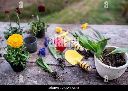 Hyazinthus, Hyazinthen-Transplantation. Umgang mit Hyazintholzbirnen. Schröpfpflanzen. Garteninstrumente, Spatel und Sprühpistole neben Narzissen. Frühling. Stockfoto