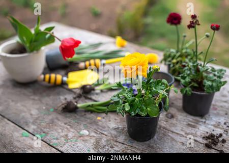 Hyazinthus, Hyazinthen-Transplantation. Umgang mit Hyazintholzbirnen. Schröpfpflanzen. Garteninstrumente, Spatel und Sprühpistole neben Narzissen. Frühling. Stockfoto