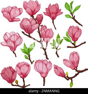 magnolienblüten und -Knospen, rosafarbene Blüten und Knospen, ein Set von Elementen, isoliert auf weißem Hintergrund Stock Vektor
