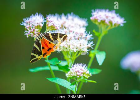 Nahaufnahme von einem Jersey Tiger Schmetterling, Euplagia Quadripunctari, eine Blume Nektar ernähren. Dies ist ein ein Tag fliegen Motten Stockfoto
