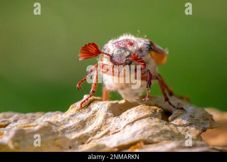 Nahaufnahme eines Waldschachackers, melolontha hippocastani, foraginging auf einem hölzernen Baumstamm Stockfoto