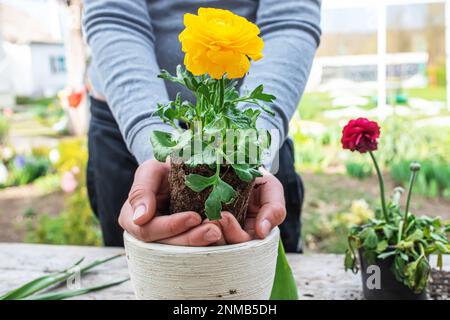 Die Hände des Bauern Ranunculus asiaticus, mit Wurzeln in der Knolle der Erde gehalten. Blühende hässliche Büsche Perser-Butterblume, Gelbe Sorte M-Sakura in Stockfoto