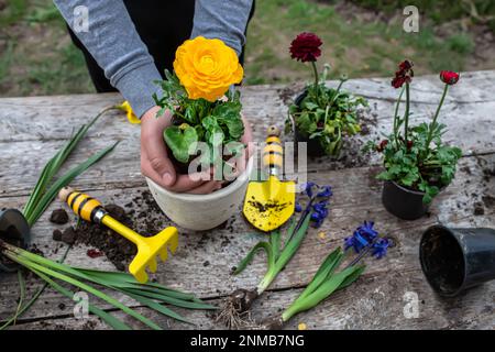 Die Hände des Bauern Ranunculus asiaticus, mit Wurzeln in der Knolle der Erde gehalten. Blühende hässliche Büsche Perser-Butterblume, Gelbe Sorte M-Sakura in Stockfoto