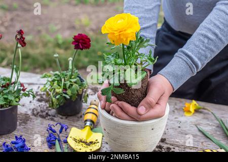 Die Hände des Bauern Ranunculus asiaticus, mit Wurzeln in der Knolle der Erde gehalten. Blühende hässliche Büsche Perser-Butterblume, Gelbe Sorte M-Sakura in Stockfoto