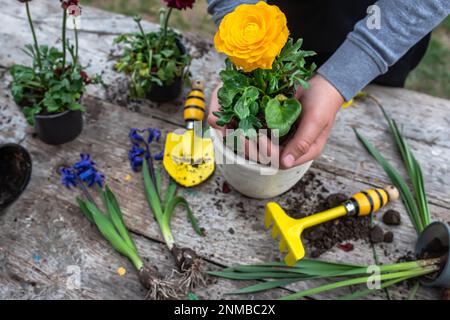 Die Hände des Bauern Ranunculus asiaticus, mit Wurzeln in der Knolle der Erde gehalten. Blühende hässliche Büsche Perser-Butterblume, Gelbe Sorte M-Sakura in Stockfoto