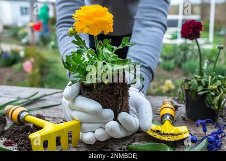 Die Hände des Bauern Ranunculus asiaticus, mit Wurzeln in der Knolle der Erde gehalten. Blühende hässliche Büsche Perser-Butterblume, Gelbe Sorte M-Sakura in Stockfoto