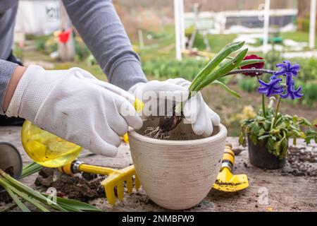 Hyazinthus, Hyazinthen-Transplantation. Umgang mit Hyazintholzbirnen. Schröpfpflanzen. Garteninstrumente, Spatel und Sprühpistole neben Narzissen. Frühling. Stockfoto