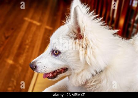 Porträt eines Hundes - Weißer amerikanischer Eskimo-Spritz-Welpenkopf im Profil vor verschwommenem Hintergrund - Platz zum Kopieren Stockfoto