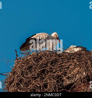 Störche sitzen in einem neu gebauten Nest. Frühling. Straßburg. Frankreich. Die Natur erwacht zu neuem Leben. Stockfoto