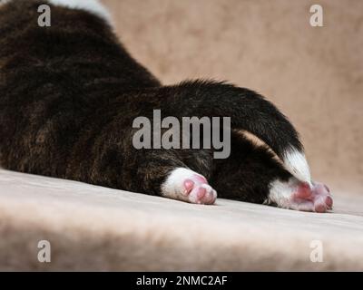 Der kleine neugeborene Corgi-Welpe. Welsh Corgi Strickjacke. Kleine Pfoten einer Welpen-Nahaufnahme Stockfoto