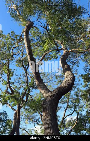 Die Äste eines hohen, alten japanischen Pagodenbaums (Styphnolobium Janponicum „variegata“) erstrecken sich im Oktober in Kew Gardens, England, hoch in den blauen Himmel Stockfoto