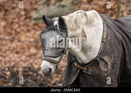 Göteborg, Schweden - november 09 2022: Weißes Pferd mit Fliegenmaske Stockfoto