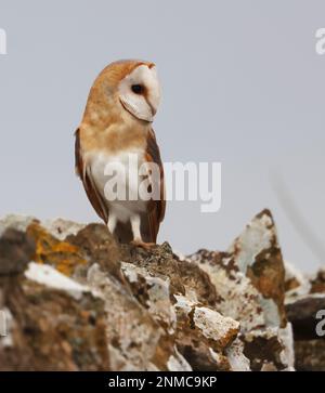 Weibliche Scheuneneule (Tyto alba) in den Cotswold Hills Gloucestershire UK Stockfoto