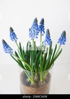 Die Muscari-Blüten Reifen Stockfoto