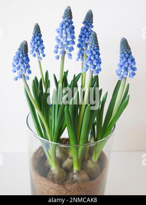 Die Muscari-Blüten Reifen Stockfoto