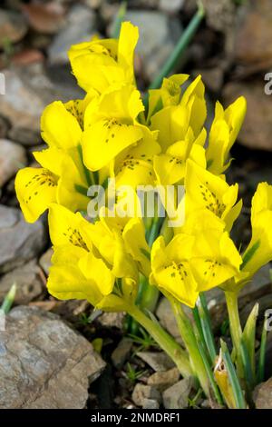 Iris danfordiae, Flower, Yellow, Danford Iris, Buttercup Iris, Nahaufnahme, Zwergiris, Pflanzenporträt, Zwergiris Stockfoto