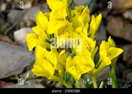 Insekten in Frühlingsblumen Stockfoto