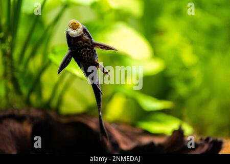 Selektivfokus von Welsen mit Muttermund oder gewöhnlichem Pleco (Hypostomus plecostomus), die auf dem Aquariumglas mit verschwommenem Hintergrund essen Stockfoto