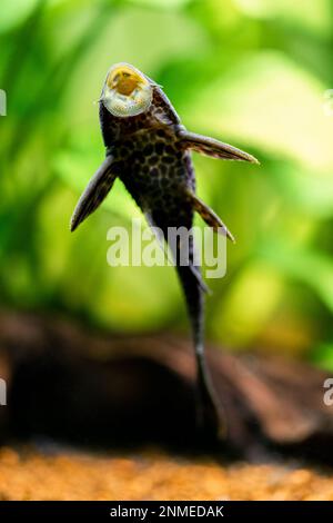 Selektivfokus von Welsen mit Muttermund oder gewöhnlichem Pleco (Hypostomus plecostomus), die auf dem Aquariumglas mit verschwommenem Hintergrund essen Stockfoto