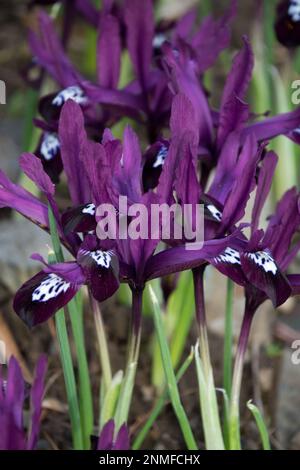 Die Blüten haben lila Pfosten und tiefe lila Wasserfälle Iris „Pauline“, Iris reticulata Pauline. Frühling Stockfoto