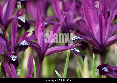 Iris „Pauline“, Iris Zwerg, Iris reticulata „Pauline“, Lila, Mauve, Iris, Nahaufnahme, wunderschön, Blumen Stockfoto