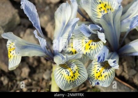 Blassblaue gelbe Blütenblätter oder Irenfahnen im alpinen Garten Winterblüte Iris „Katharine Hodgkin“ Stockfoto
