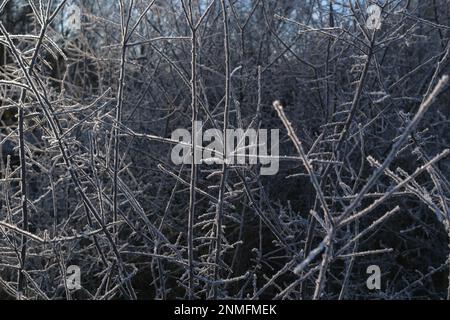 Hoar Frost auf den Zweigen eines Busches in Tottenham Marshes, North London. Stockfoto