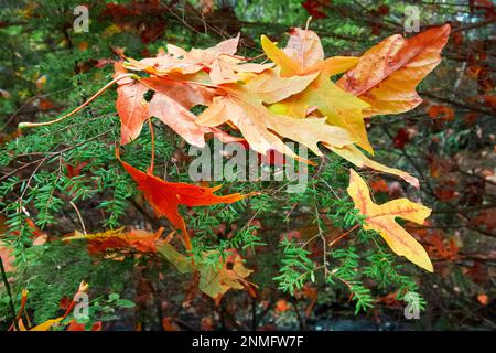 Herbst und Herbstfarben in Morrison Creek Woods, Courtenay, B.C., Kanada Stockfoto